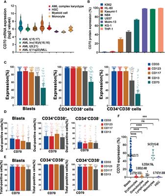 Preclinical evaluation of CD70-specific CAR T cells targeting acute myeloid leukemia